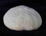 Eupatagus (Oymnopatagus) antillarum (COTTEAU 1875) - Bild &copy; FossNet FossilienStore